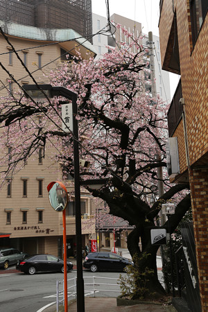 坂町の寺桜