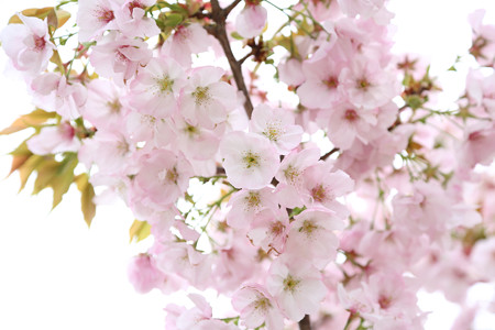 横輪桜