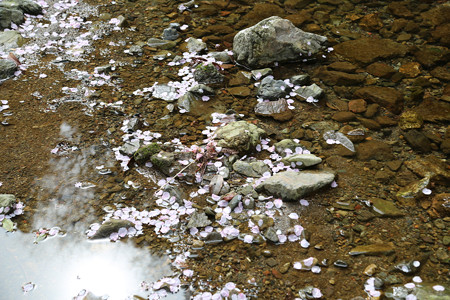 横輪桜 (1)