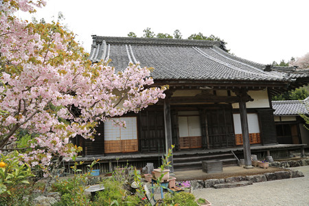 横輪桜 (4)