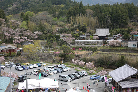 横輪桜 (9)