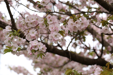 横輪桜 (14)