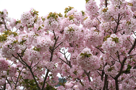 横輪桜 (16)