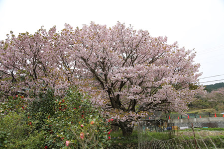 横輪桜 (18)