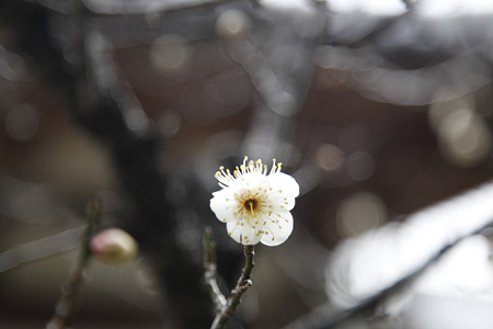 秋篠寺 - 05