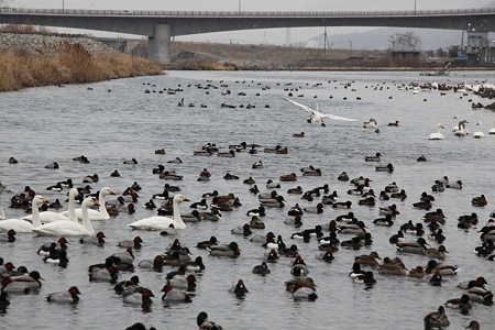 白鳥飛来地・犀川ダム湖 - 10
