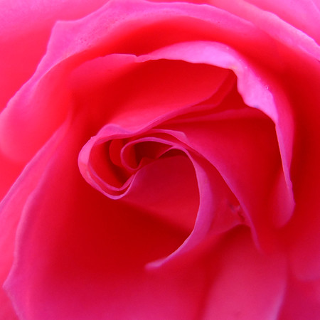 azamrose