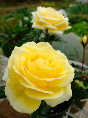 DSCF5712