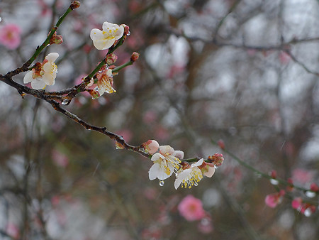 DSCF8857