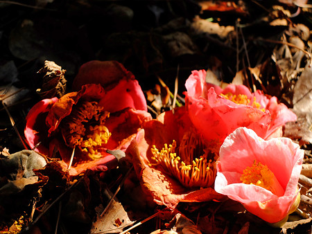 DSCF0664