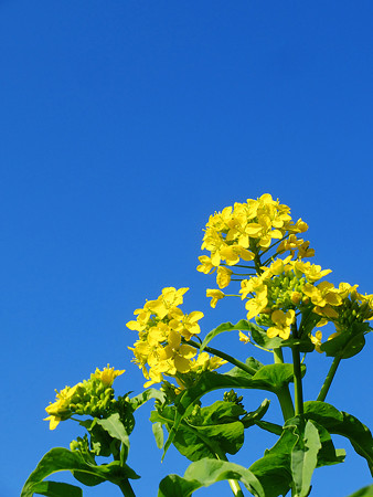 DSCF1338