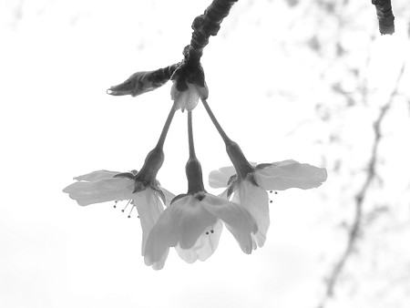 DSCF2808
