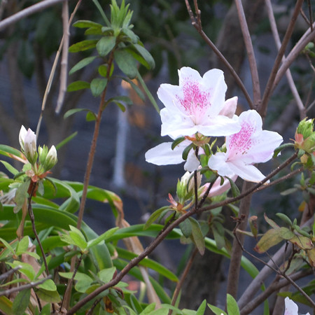 DSCF2972