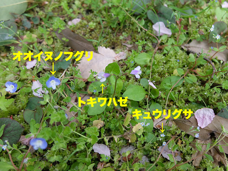 DSCF4301