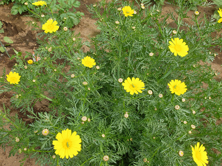 DSCF4826