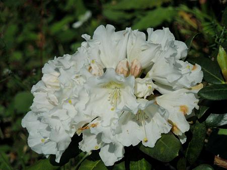 DSCN2478