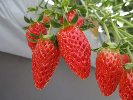 06_イチゴ-1