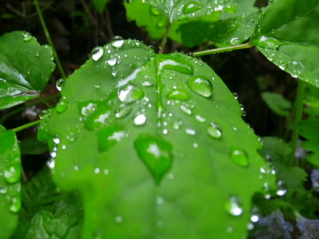 「緑雨」の画像検索結果