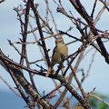 野鳥　（ジョウビタキの雌でした）