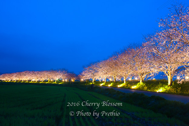 草場川の桜並木 ライトアップ編5 写真共有サイト フォト蔵