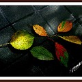 Photos: 「落ち葉の・・アレンジ画像・・」 です・・