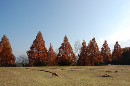 2009_11300002