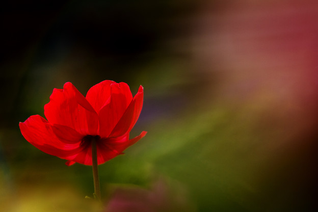 赤き花