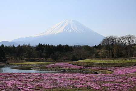 富士山と紫