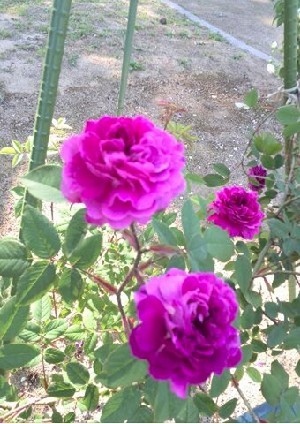 rose-g