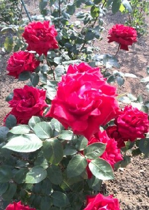 rose-i
