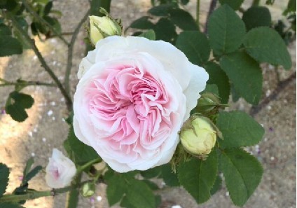 rose-f