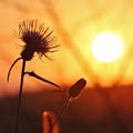 ２０１５年今年富幕山へ☆トミー９０回登頂