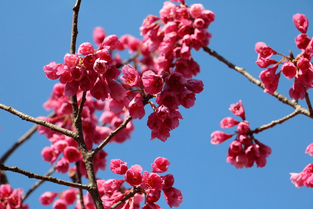 ヒカンザクラ 緋寒桜 とはヒガンザザクラ 彼岸桜 が呼び間違わないようカンヒザクラ 寒緋桜 になる 写真共有サイト フォト蔵