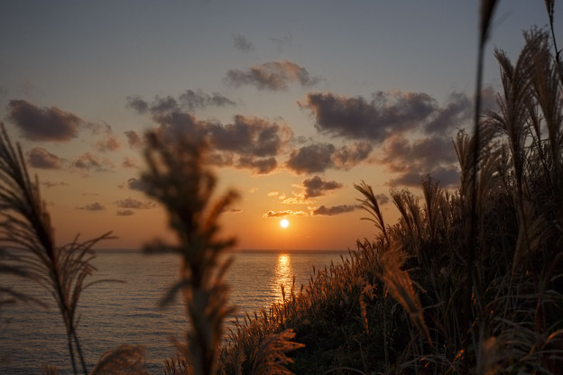 神威岬のススキと夕日