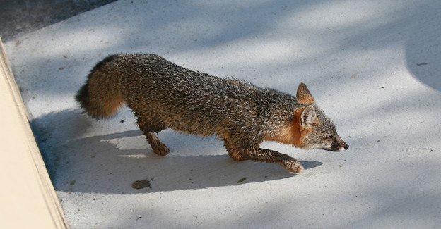 Gray Fox (1)