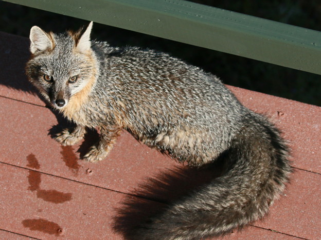 Gray Fox (5)
