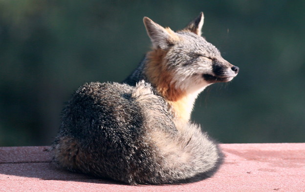 Gray Fox (8)
