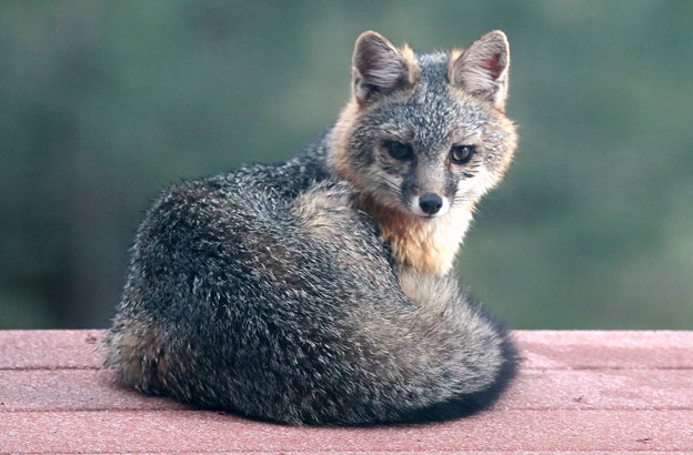 Gray Fox (9)