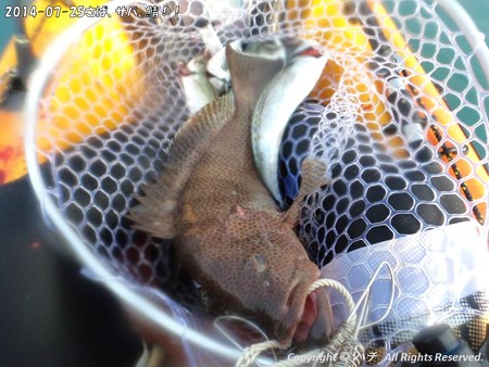 2014-07-25さば、サバ、鯖!! (4)