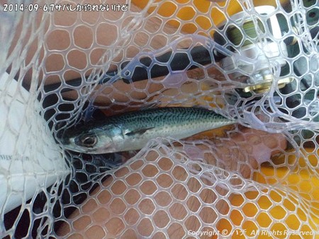 2014‐09‐6,7サバしか釣れないけど (2)