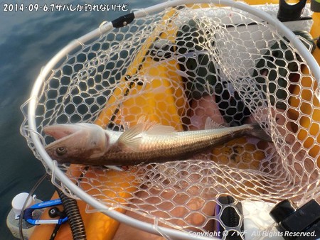 2014‐09‐6,7サバしか釣れないけど (4)