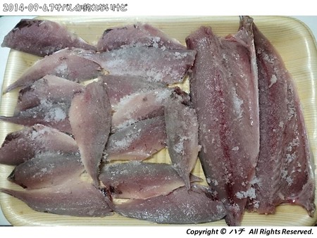 2014‐09‐6,7サバしか釣れないけど (12)