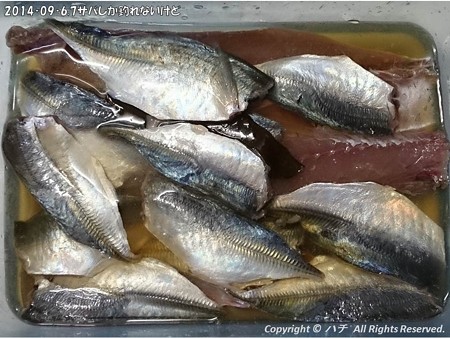 2014‐09‐6,7サバしか釣れないけど (13)