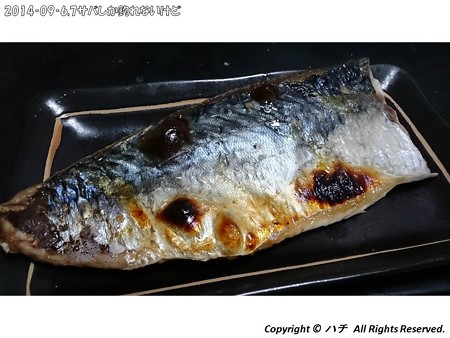 2014‐09‐6,7サバしか釣れないけど (19)
