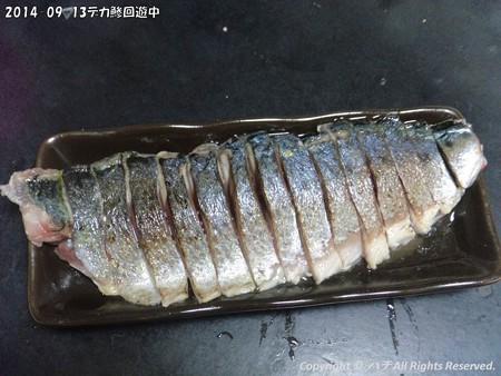 2014-09-13デカ鯵回遊中 (8)