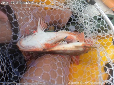 2014-09-21ホウボウマンション (4)