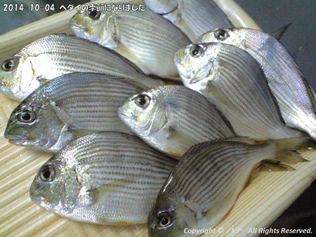 2014-10-04ヘダイの季節になりました (3)