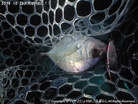 2014-10-26お魚は何処に!? (5)