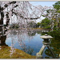 Photos: 津山衆楽園の桜