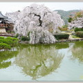 Photos: 吉備津神社の枝垂桜